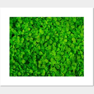 green Clover photo Posters and Art